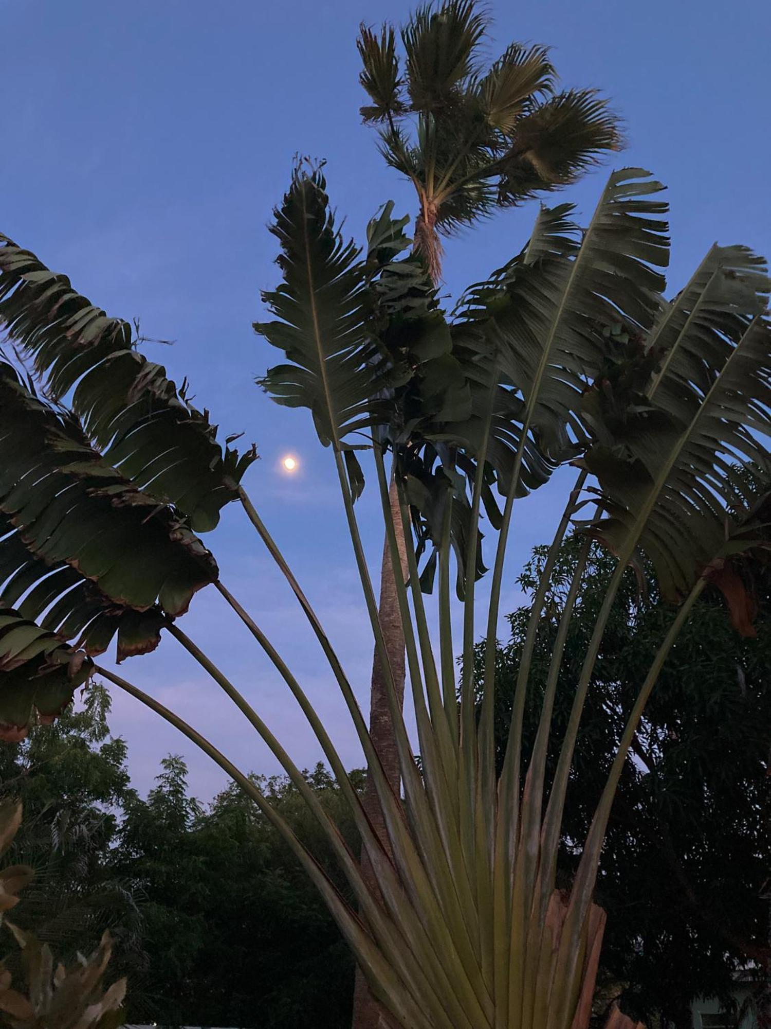 Woodstock Palmresort Curacao Willemstad Zewnętrze zdjęcie